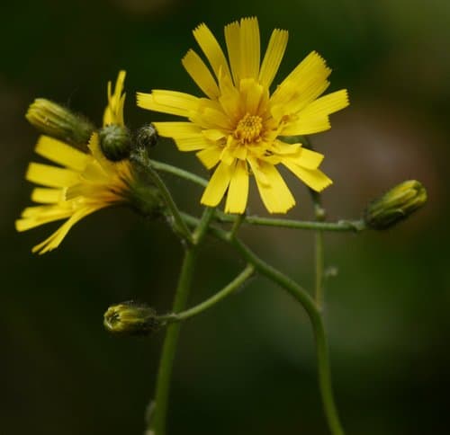 Spotted Hawkweed