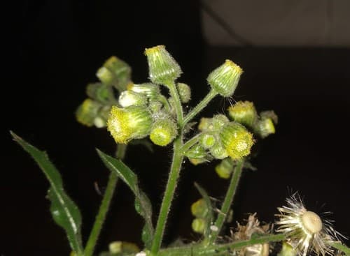 Sow-Thistle Blumea