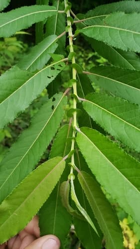 Heart-leaved Willow
