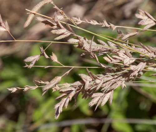 Red Lovegrass