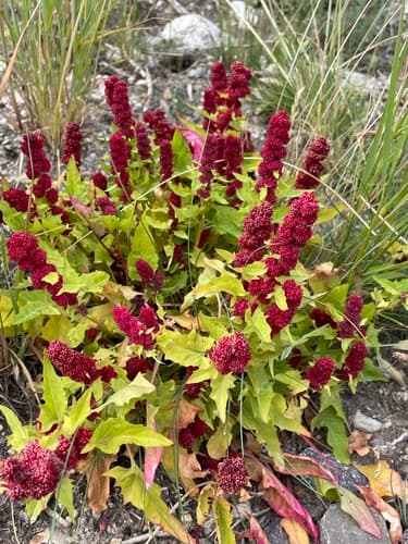 Beetberry