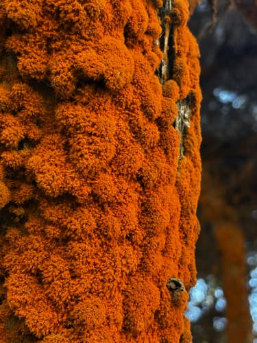 Orange Rock Hair