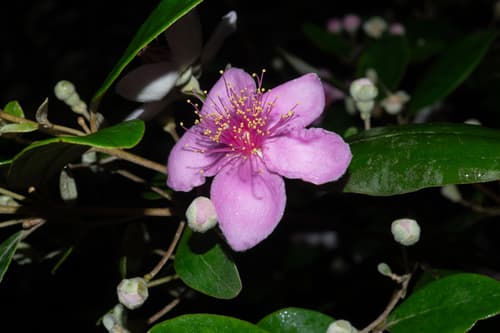 Rose Myrtle Bonsai