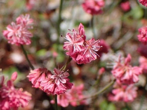 Wicker Buckwheat