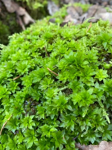 Rose Moss
