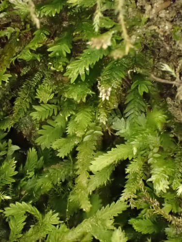 Common Pocket-moss