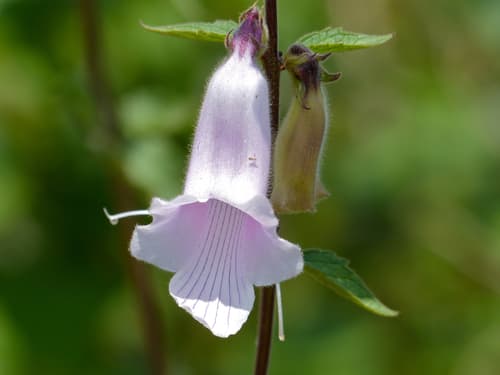 South African foxglove
