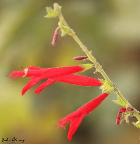 Pineapple Sage