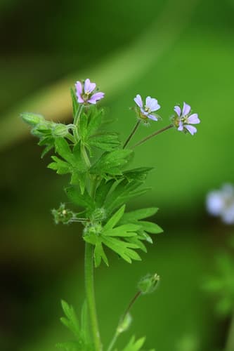 Small-flowered Crane's-bill Bonsai