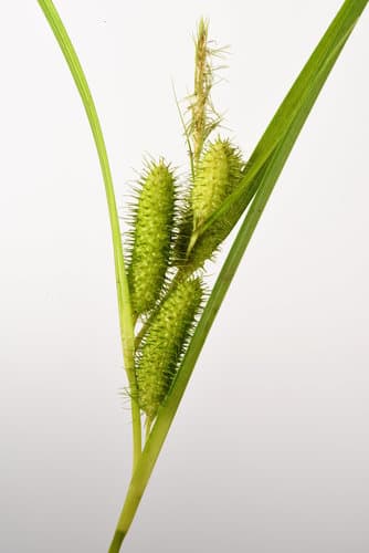 Frank's Sedge