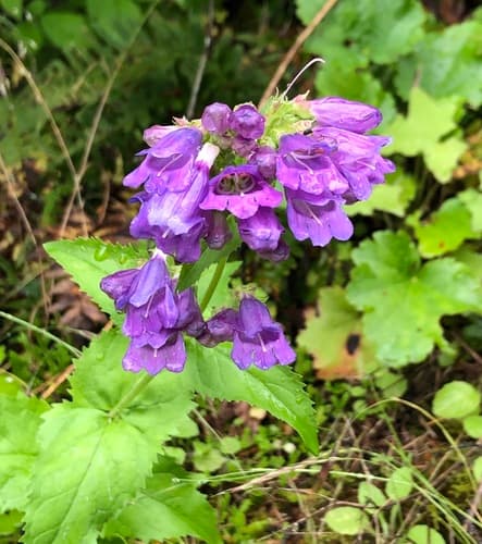 Cascade Beardtongue