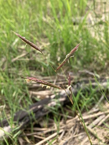 Marsh Hay Cordgrass Bonsai