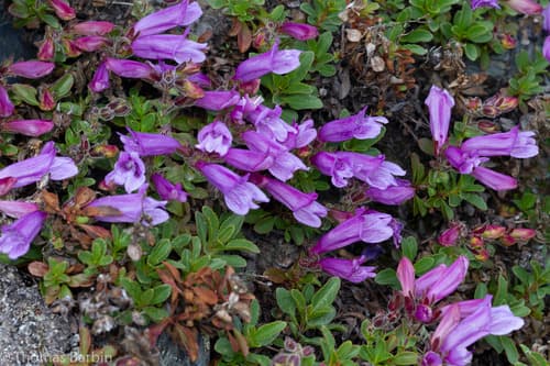 Eggleaf Beardtongue