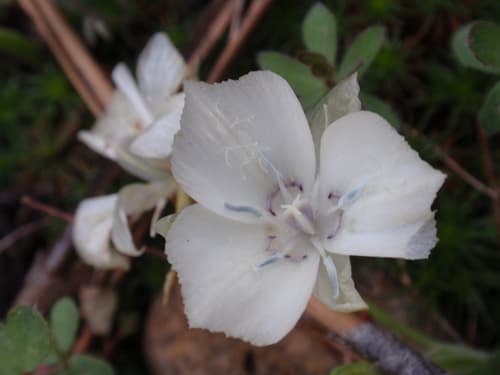 Sierra mariposa lily