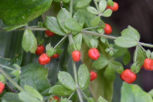 Orange-fruited bedstraw