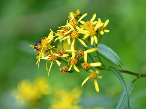 Alpine Ragwort