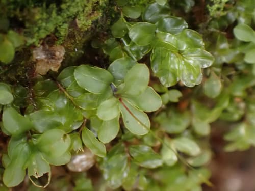 Rhizomnium Moss