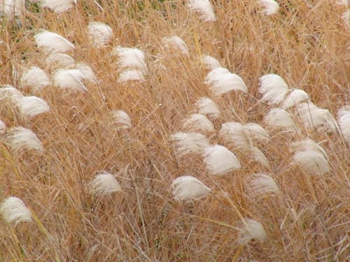 Japanese Silver Grass
