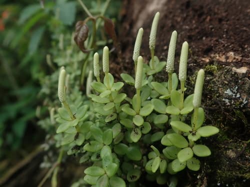 Acorn Peperomia