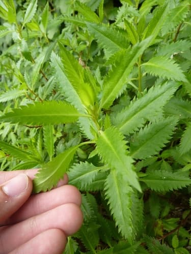 Shrubby Haloragis