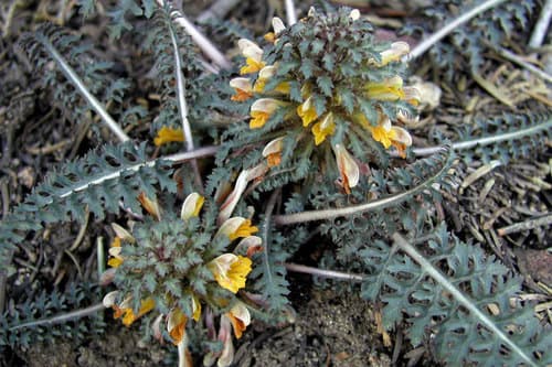 Pinewoods Lousewort