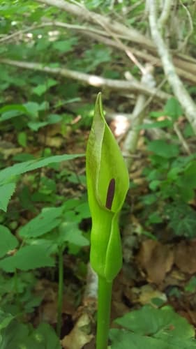 Mountain Arum