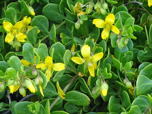 Salad Twinleaf