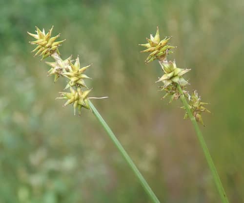 Star Sedge Bonsai
