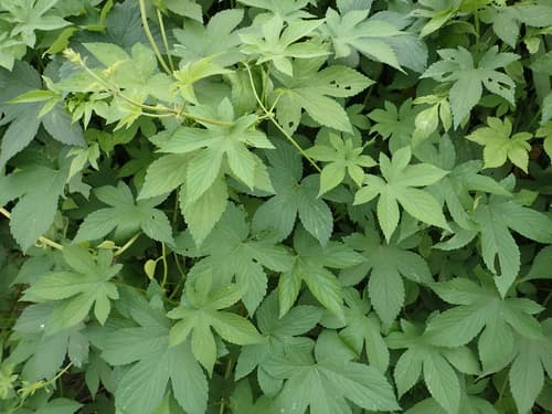 Japanese Hops