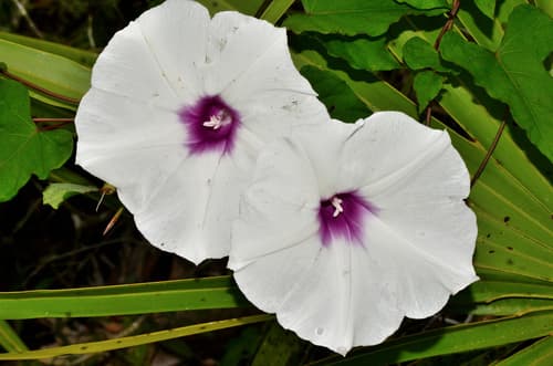 Wild Potato Vine