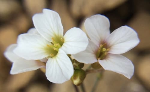 Lyreleaf Rockcress