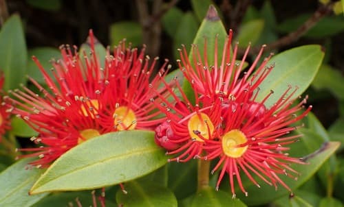 Southern Rātā