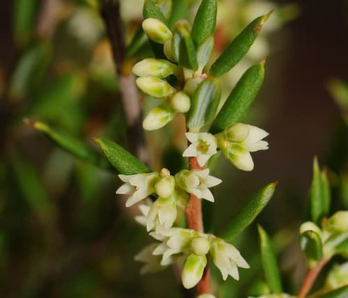 Prickly Broom-heath Bonsai