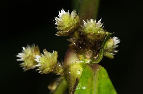 Sessile Joyweed