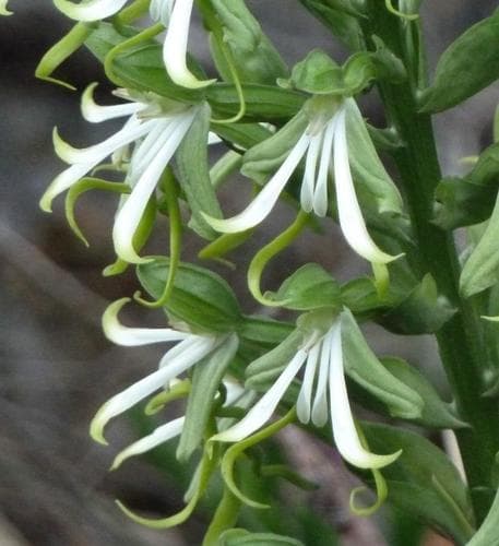 Green Woodorchid