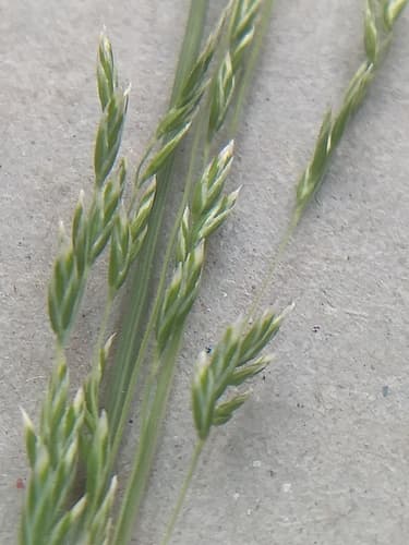 Common Tussock Grass (Not a Bonsai Specimen)