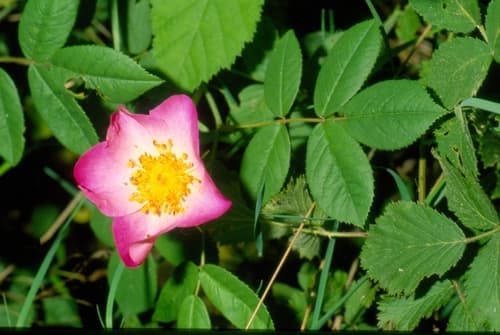 Provence Rose