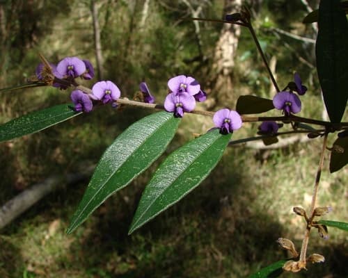 Purple Bush Pea