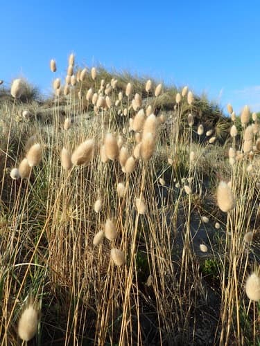 Hare's Tail Grass