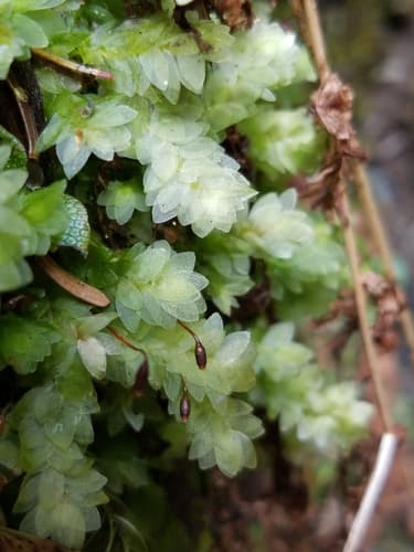 Shining Hookeria