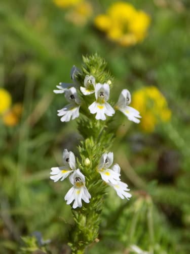 Eyebright