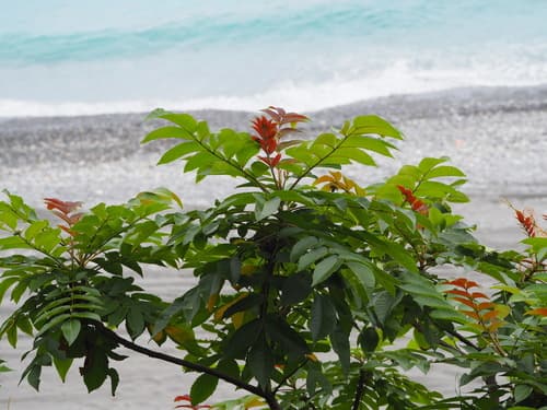 Chinese Sumac