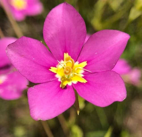 Meadow Pink