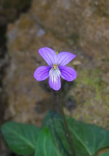 Long Sepal Violet Flower