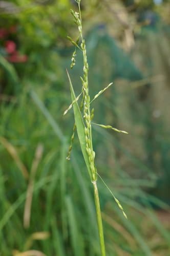 Panic Veldtgrass