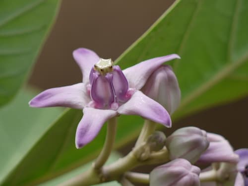 Crown Flower