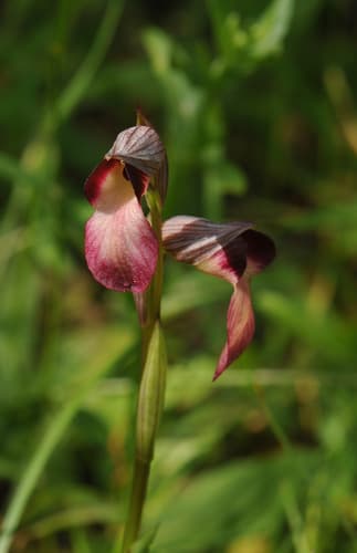 Tongue Orchid