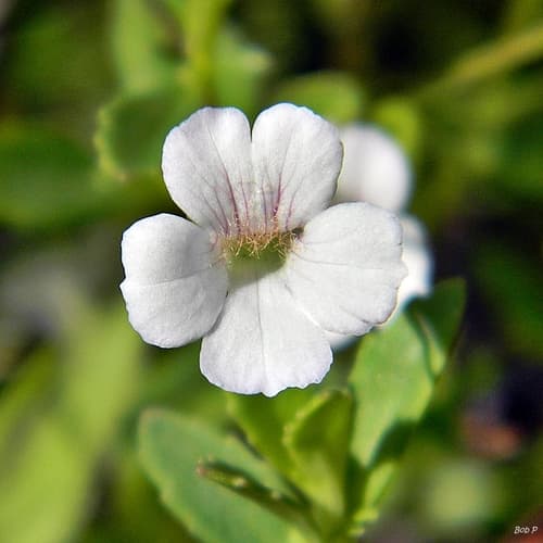 Common Axil-flower
