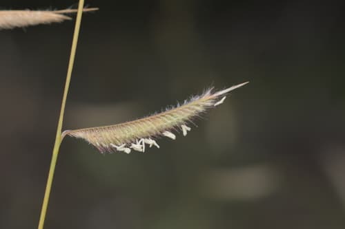 Hairy Grama