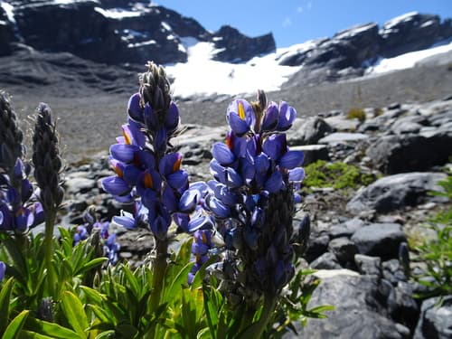 Lupinus altimontanus